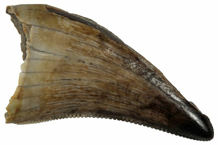 Serrated, Dromaeosaurid Theropod (Acheroraptor?) Tooth - Montana #352040
